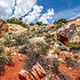 Red Rock Canyon flora